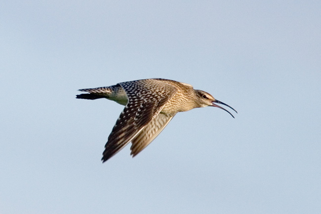 Whimbrel Bird