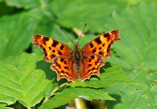 Comma Butterfly, Beautiful Butterfly Pictures, Beautiful Butterfly