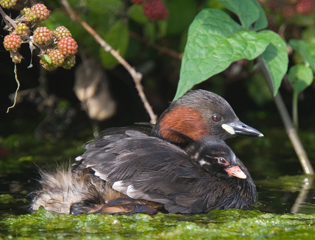 [Image: LittleGrebe9798b.jpg]