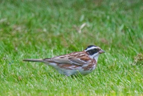 Rustic Bunting Company 1